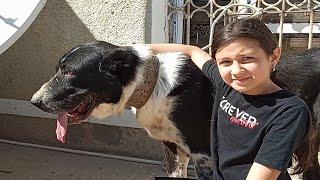 юный собаковод Туркмении и её стая - обзор собак . Туркменский Волкодав - Turkmen alabay