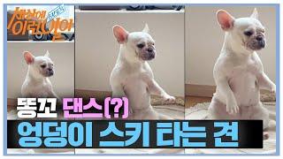 ‘똥꼬 댄스? 犬’ 엉덩이 스키를 타는 ‘연하’ㅣ순간포착 세상에 이런 일이Instant CaptureㅣSBS Story