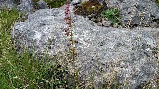 The Dark Red Helleborine Orchid A Botanical Symphony