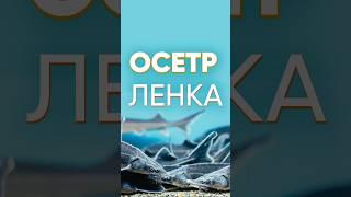 Запустил в пруд гибрид осетра ЛенКа #осетр #ленка #гибрид #пруд #trend #вода