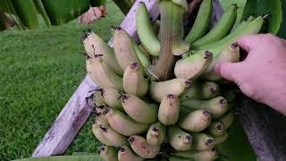 Bananas Finally Ripened