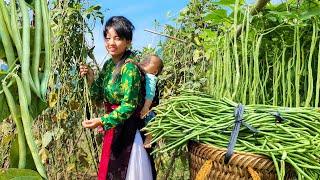 Single mom - Harvesting long beans and lemongrass to sell at the market