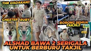 ALSHAD BAWA SERIGALA UNTUK BERBURU TAKJIL  SEMUA ORANG PADA KETAKUTAN ?