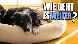 Was nach Gaia kommt Unsere Entscheidung zum Thema neuen Hund zulegen