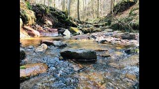 Field Recording  I Wild Forest Stream I Sennheiser ME66  NOS-Stereosystem