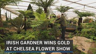 Irish gardner wins gold at Chelsea Flower Show