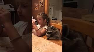 Hilarious Raccoon Devours Burrito for #NationalBurritoDay #Shorts