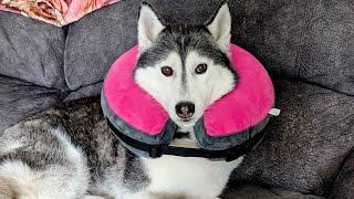 My Husky Has to Wear the CONE of Shame