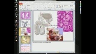 Medical School Pathology 2012 Session 061 Lower Urinary Tract Lab and Male Genital Tract.mp4