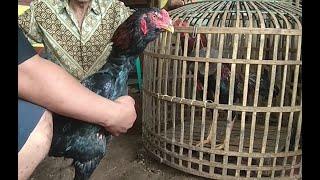 Pakhoy Ayam Jantan Bertarif Mahal