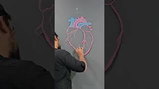 Drawing Human Heart with color calks on Wall #howtodraw #drawing #heartdiagram