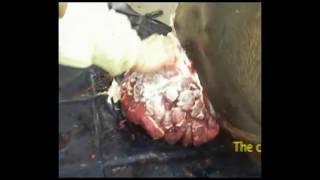 Uterine Prolapse in Bovine CowBuffalo
