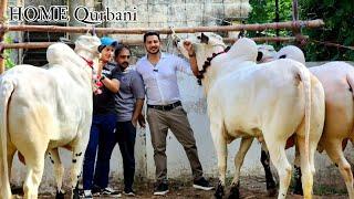 Home Visits Fans k Ghar Ka - Fateh Jang Bull - Cow Mandi 2023 -Bakra Mandi - Big Dumbas - Big Bakras