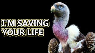 Vulture facts natures clean up crew  Animal Fact Files