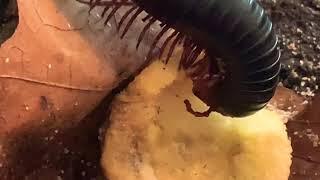 A gigas Giant African Millipede