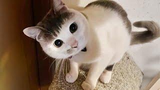 Most hilarious CATS that will make you LAUGH Best CAT VIDEOS 2024