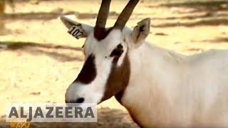 Oryx officially endangered no more