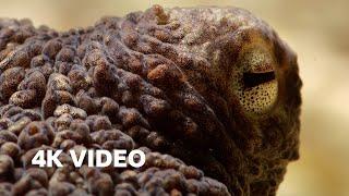 Extraordinary Octopus Takes To Land  4K UHD  The Hunt  BBC Earth