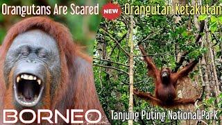 Orangutans Are Scared  Orangutan Lari Ketakutan @orangutanhouseboattour6258