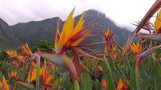 Kirstenbosch - National Botanical Garden