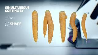 Newtec Optical Grading of Carrots by Quality Size and Shape SHORT VERSION