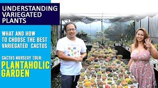UNDERSTANDING VARIEGATED  CACTUS HOW and WHAT to choose PART1 II PLUS tour in Plantaholic Garden