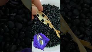 #Asian pigeonwings #Clitoria ternatea #butterfly pea vine seeds #kitchengardening1