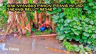 TERNYATA DI POHON PISANG INI‼️Belut BesarNya Bersarang