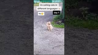 STARDENBURDENHARDENBART day 1 Cat Calling in different languages German always works