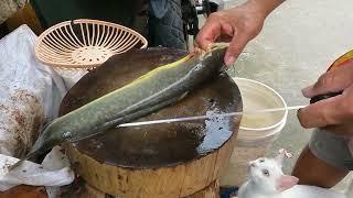 FRESH WATER FISH CUTTING  CATFISH CUTTING WITH KNIFE  FISH CUTTING VIDEO  PHILIPPINES CATFISH