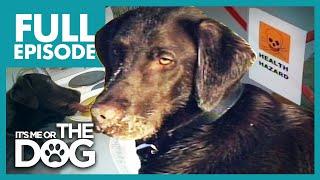 The Filthy Chocolate Lab Teo  Full Episode  Its Me or the Dog
