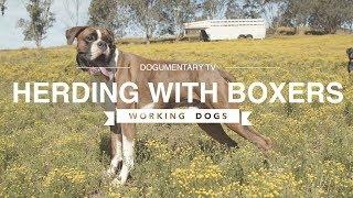HERDING WITH BOXER DOGS DOCUMENTARY