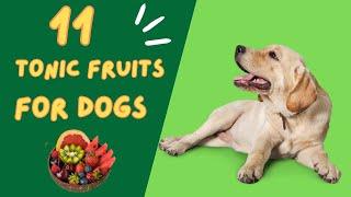 11 Tonic Fruits That Dogs Can Eat Serving Ideas