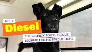 Diesel the Kelpie X Border Collie is Looking for his Special Home