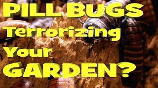 How to Get Rid of Pill Bugs