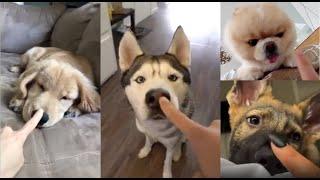 Booping my dog nose too many times compilation