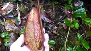 CP Video Series Episode 32 - Nepenthes macfarlanei Return to Mossy Part 2