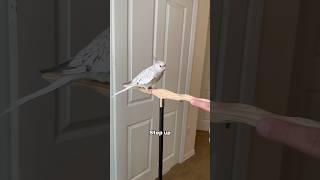 Cockatiel learns to step up with clicker and target #training #parrots