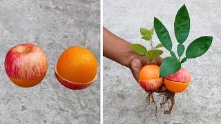 Grow apple tree from orange OR Orange tree from apple