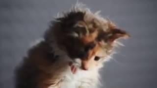 Мелодия счастья в исполнении шедевриально поющих котиков