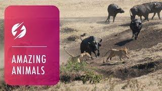 Hero Buffalo Saves Calf From Pride Of Lions