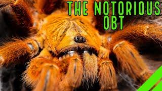 Orange Baboon Tarantula OBT Pterinochilus murinus Care & Husbandry