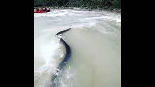 Rishikesh river rafting  Snake in River #rishikeshriverrafting #laxmanjhula #uttrakhand #rishikesh