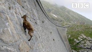 The incredible ibex defies gravity and climbs a dam  Forces of Nature with Brian Cox - BBC