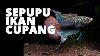 Ikan Hias Paradise Sepupu Ikan Cupang yang Cantik asal Cina