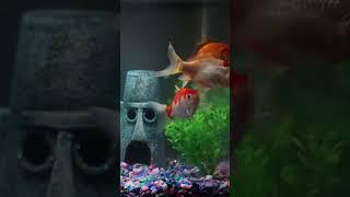 Wheres the food? #goldfish #food #aquarium #relaxing