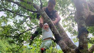 The mother and daughter climbed high trees to pick plums to sell and herd ducks and chickens