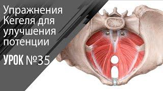 Урок 35 Упражнения кегеля для улучшения потенции