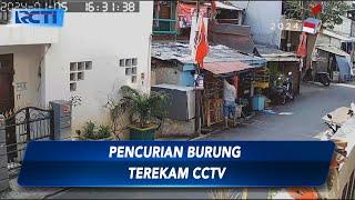 Aksi Pencurian Burung Kicau Bernilai Jutaan Rupiah Terekam CCTV - SIS 0901