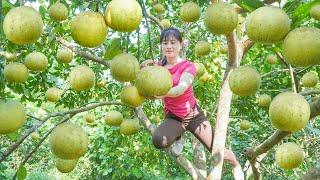 Harvesting Grapefruit DIEN Go To Market Sell - Sugarcane Garden Care. My Bushcraft  Nhất